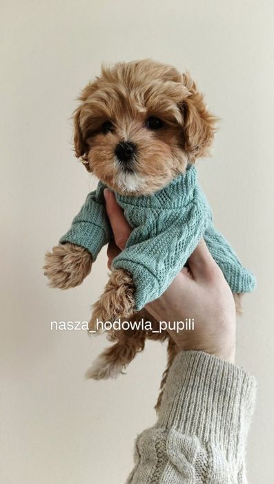Maltipoo suczka ze sprawdzonej hodowli