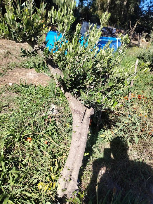 Oliveiras com alguns anos