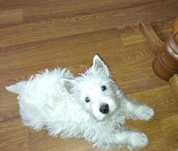 West highland white terier-piesek/FCI/ sprzedam