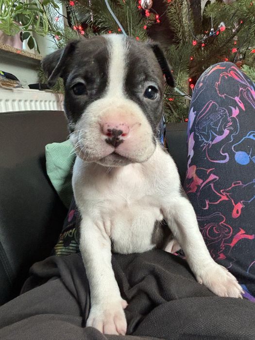 Amstaff suczka szczeniak