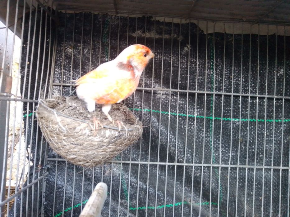 Canário macho dócil