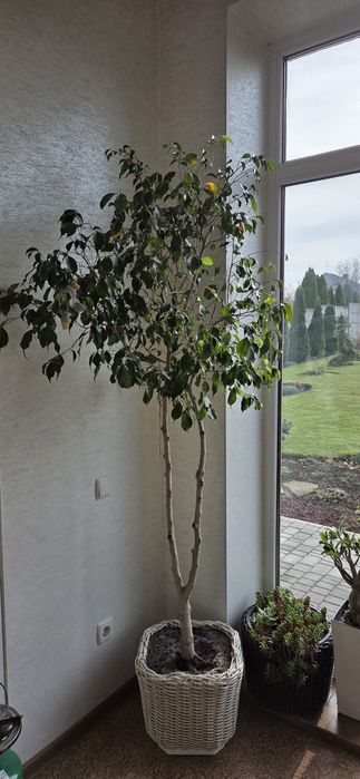 Продам фикус Бенжамина