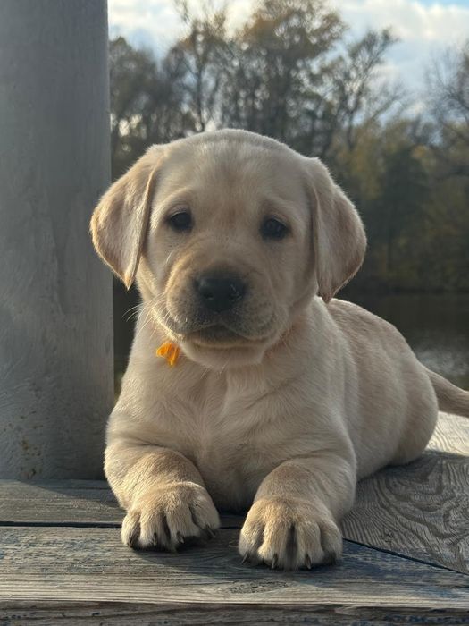 Безумовна любов - ось вона