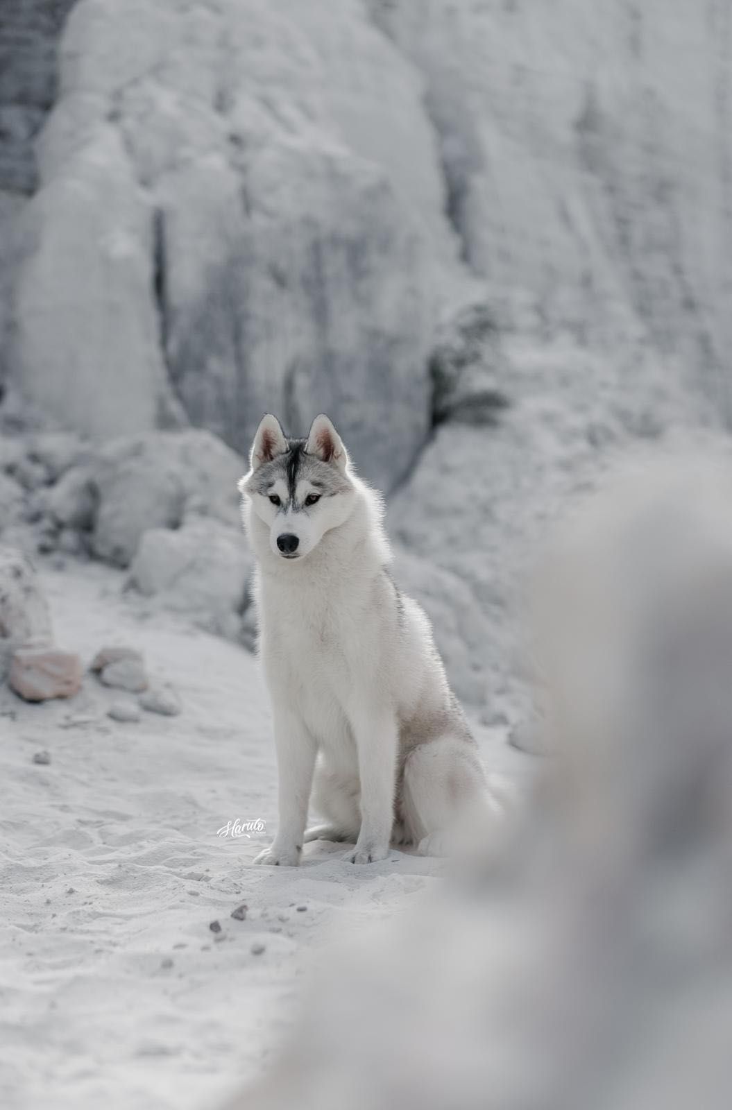 Husky Siberiano com LOP - iaspis