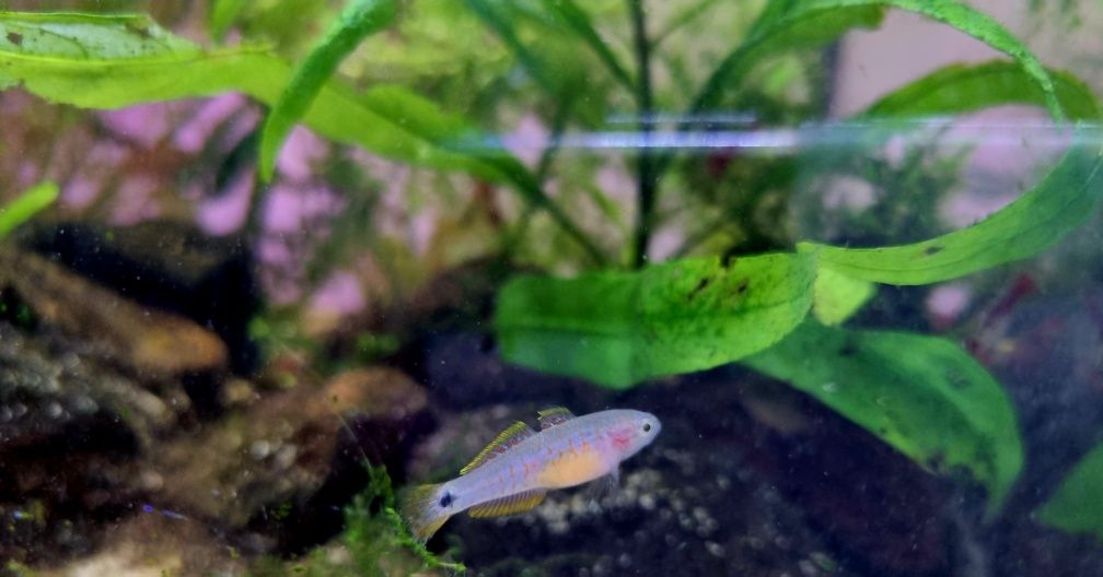Głowaczyk barwny (tateurndina ocelliacuda)