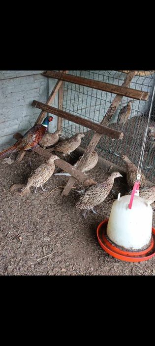 Bażanty Łowne Kury