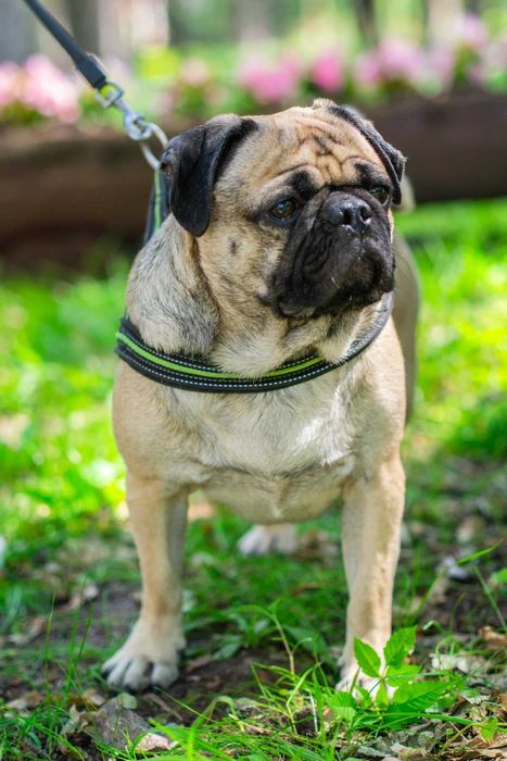 Мопс Марк для вязки (случки) - расходы берём на себя