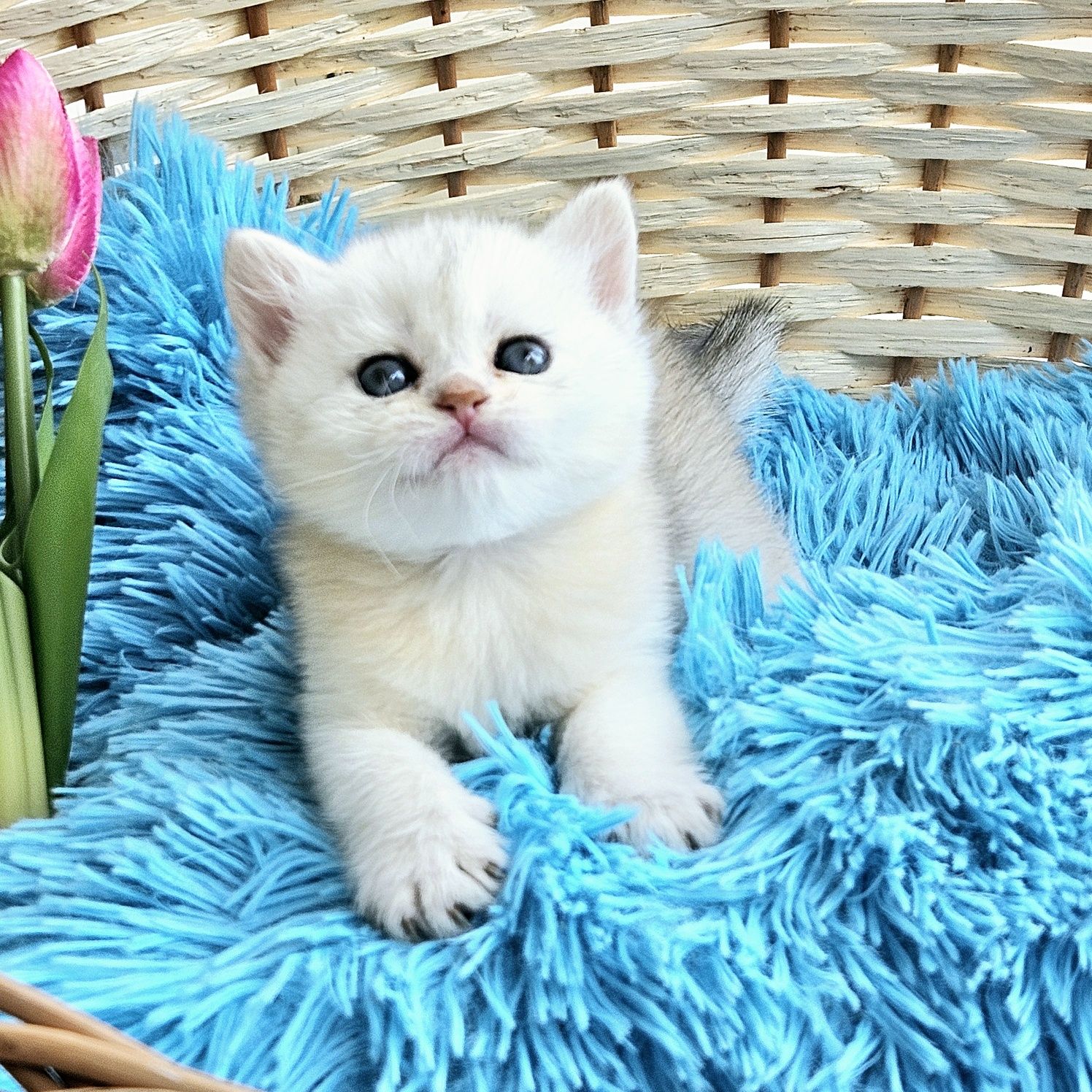 Золотая серебристая британская шиншилла котик котята