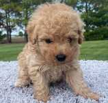 Caniche macho lindo