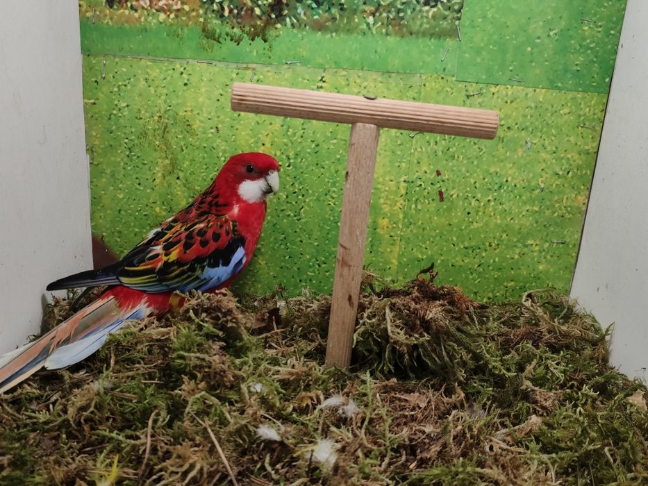 Samczyki i samiczka zmienia wolierę