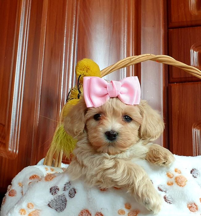 Maltańczyk Maltipoo słodkie urwisy