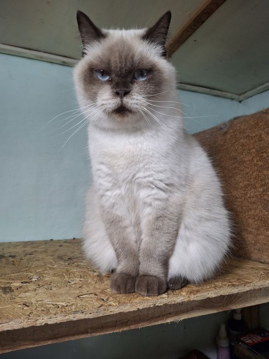 Кошечка ищет дом.