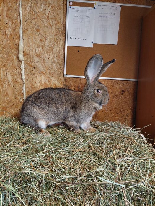 Belgijski olbrzym szary.