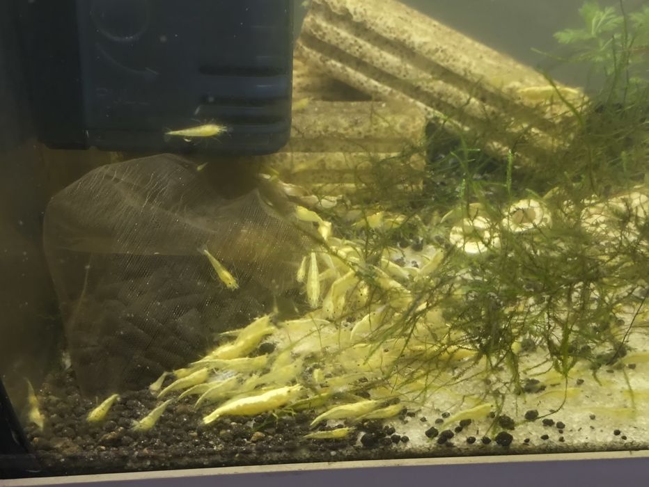 Neocaridina Yellow back