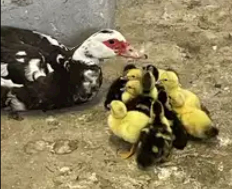 Vendo patinhos pequenos
