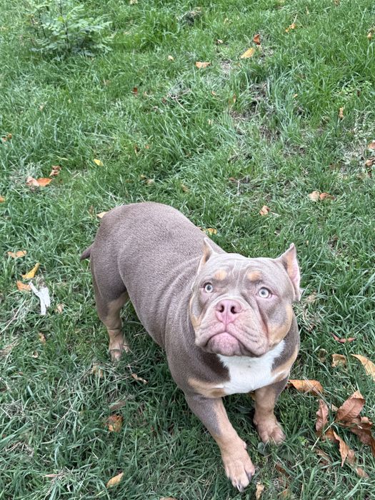 Щенок американского булля