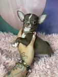 Chihuahua***Suczka***Krótkowłosa***Do***Odbioru