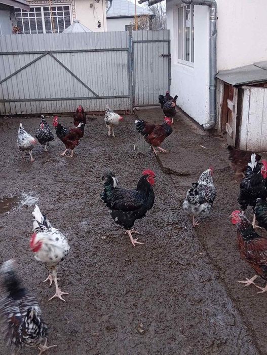 Продам кури та півні Лівенська ситцева