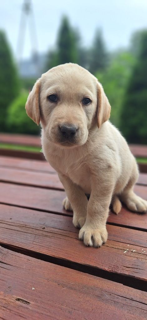 Piesek biszkoptowy labrador retriever