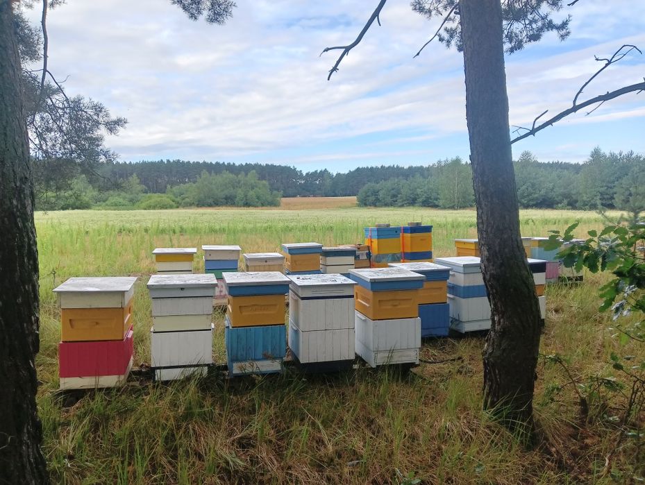 Miód pasieka Leśniewskich