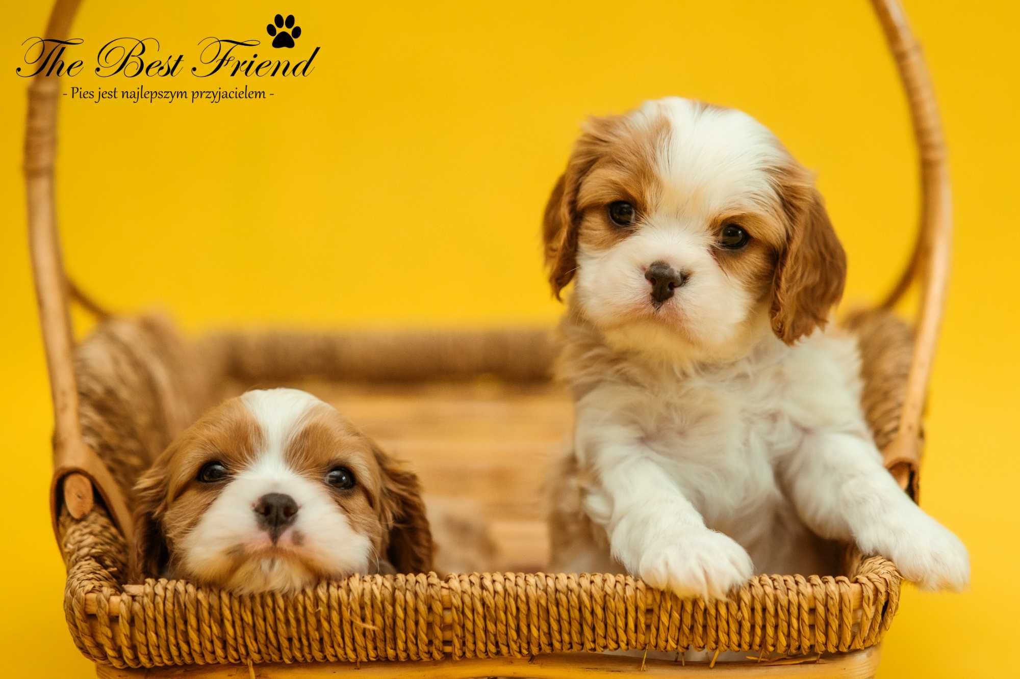 Cavalier King Charles Spaniel FCI ZKwP rodowód, szczeniak