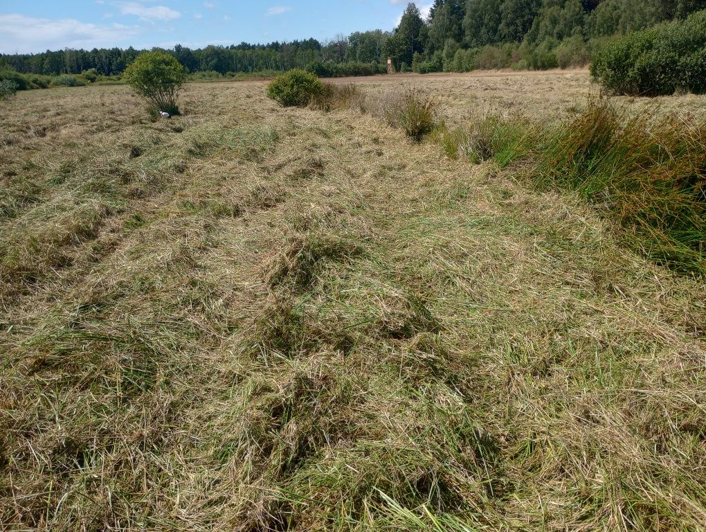 Koszenie mulczowanie łąk nieużytków ugorów działek budowlanych poplonó