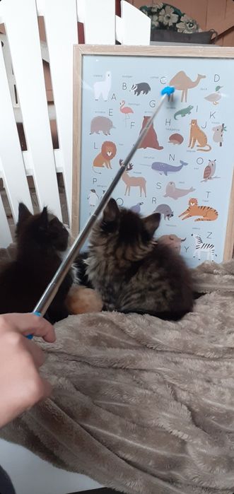 Кошенята у добрі руки