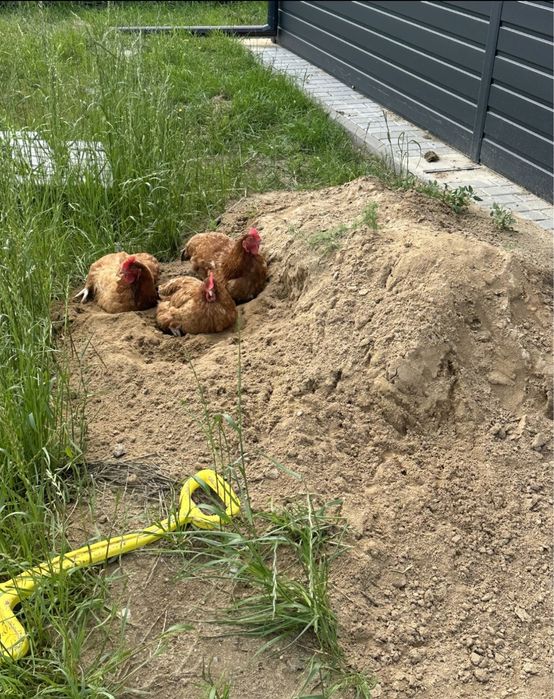 Wiejskie jajka bio z wolnego wybiegu 1300 metrów dzialki