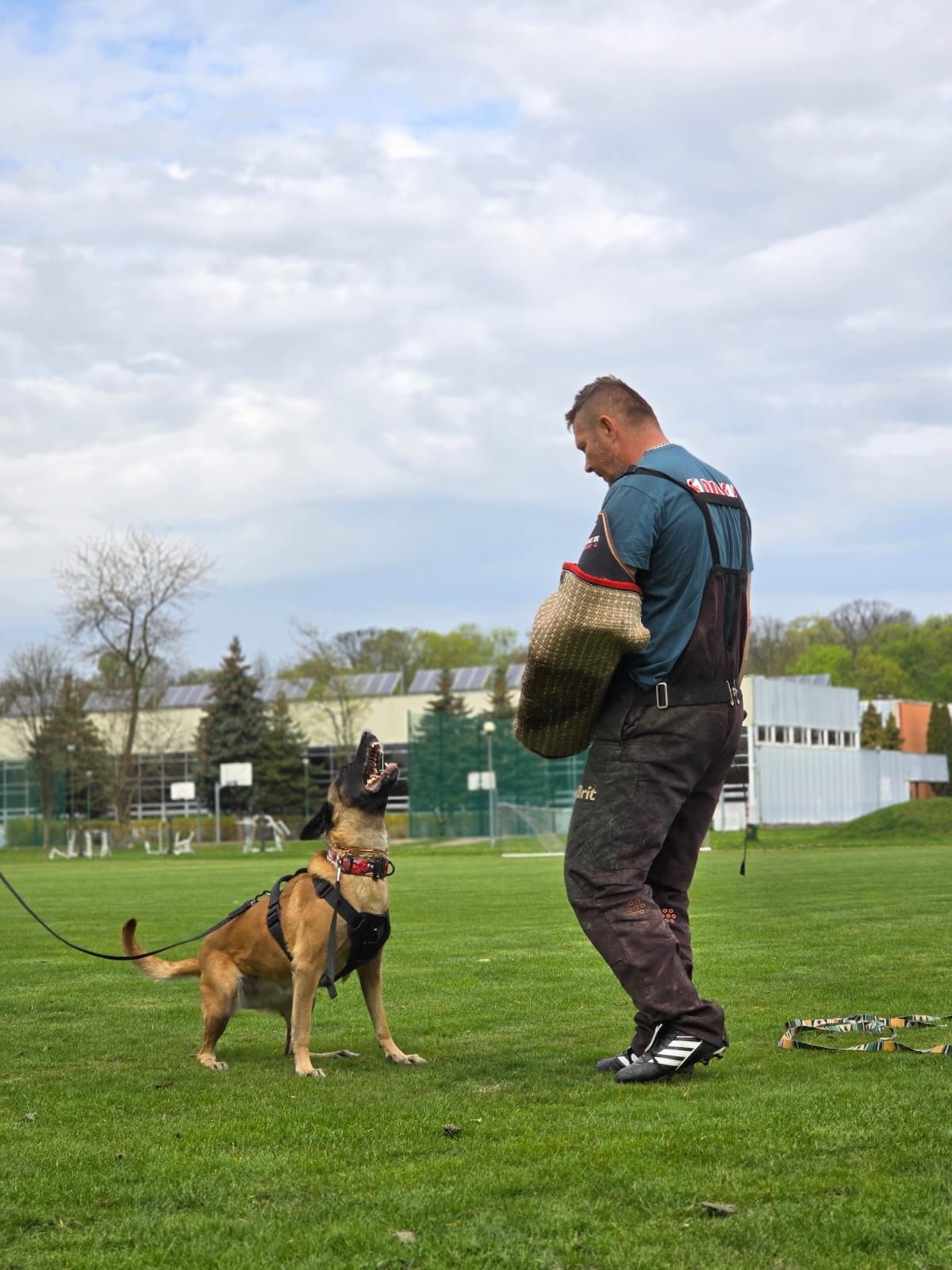 Zapowiedź miotu Owczarek Belgijski  Malinois FCI