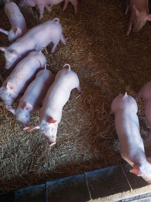 Продам поросят мясної породи