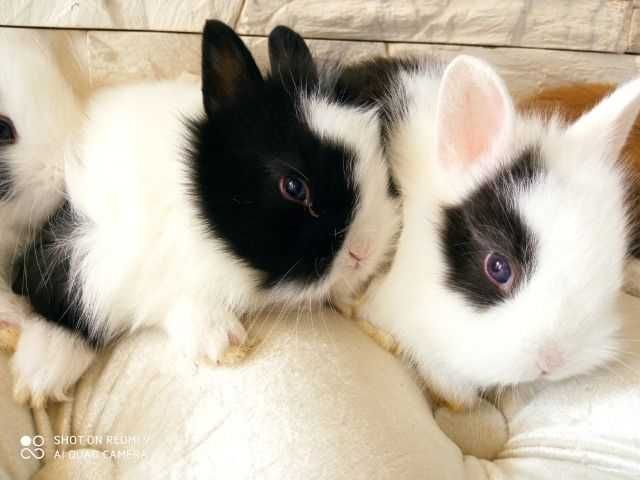 króliki karzełki króliki miniaturka króliki karzełek TEDY