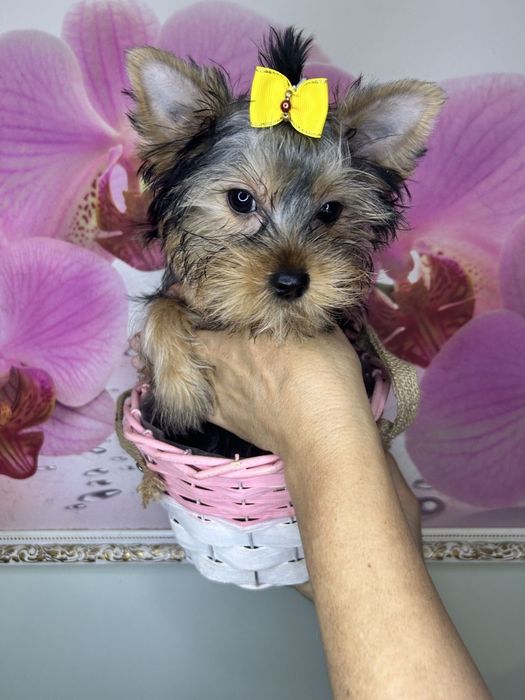 Чарівні міні йоріки