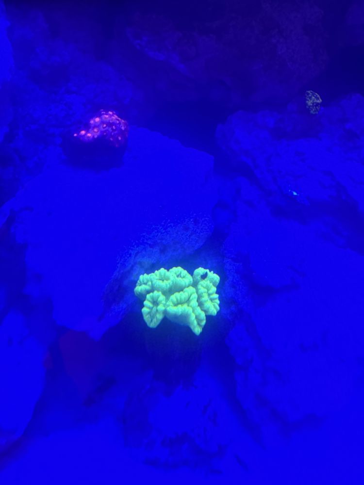 Calustrea zielona fluo