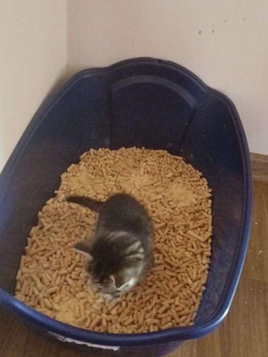 Koty do adopcji oddam za darmo.