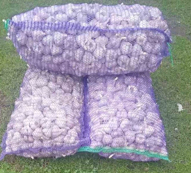 Продається часник сорт "Любаша".