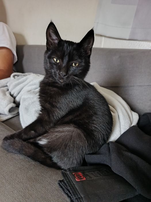 Kocur ryś szuka domku