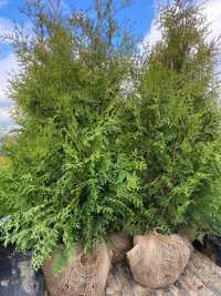 Tuja Brabant Thuja Brabant  180cm Mega Gęste !!!