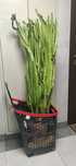 Wilczomlecz Euphorbia kaktus