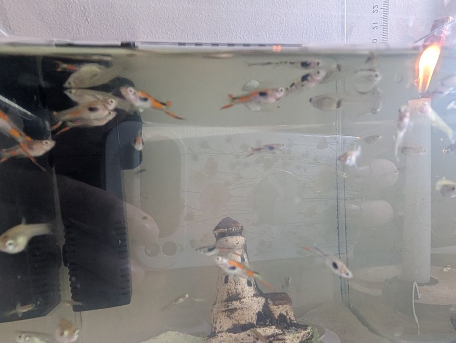 Sprzedam rybki gupiki pawie oczko