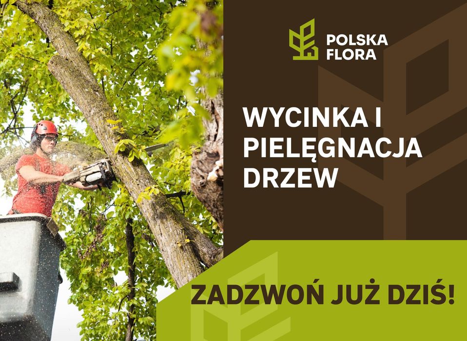 Wycinka drzew, pielęgnacja drzew, sprzedaż drewna. BEZPŁATNA WYCENA