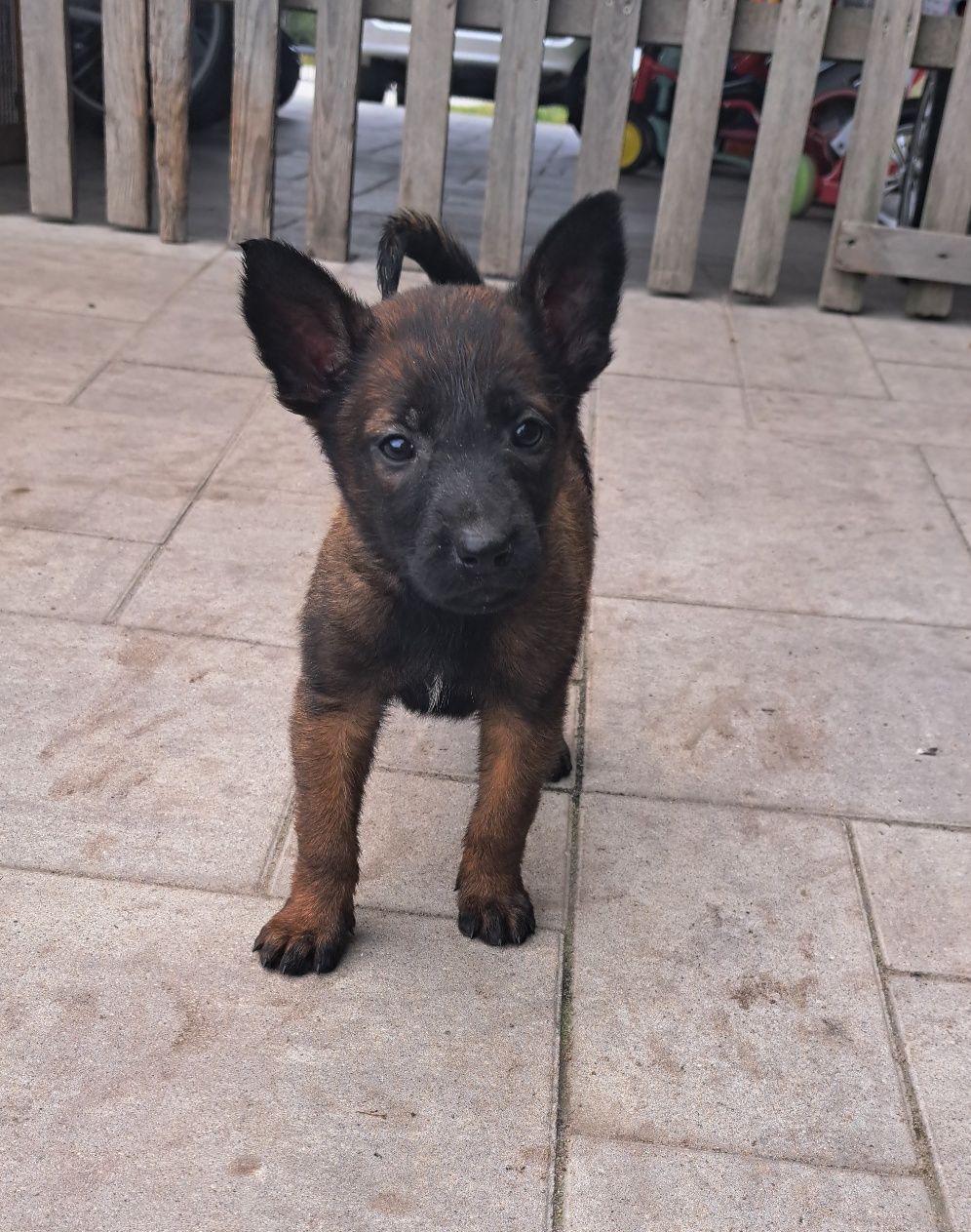 Owczarek belgijski Malinois - suczka