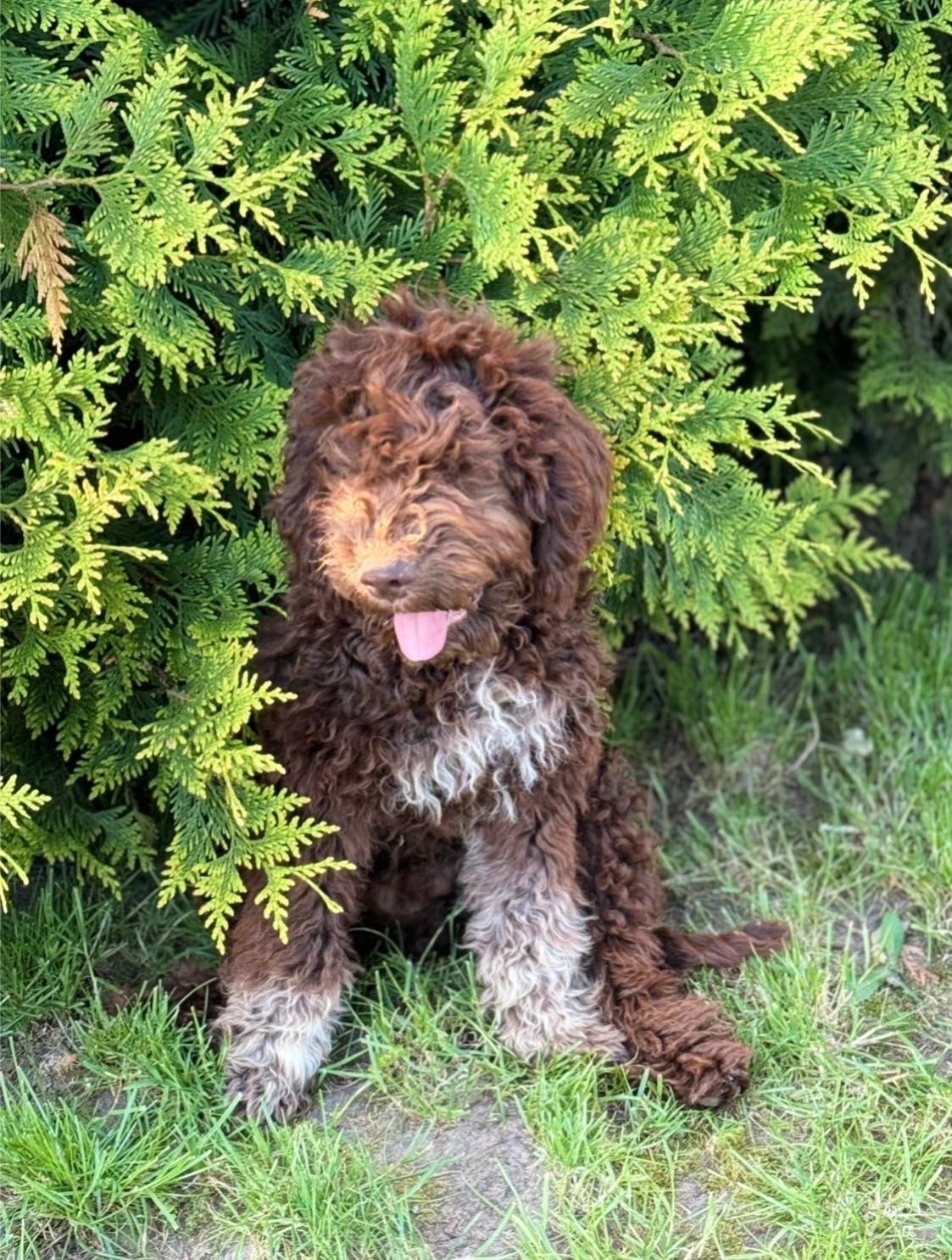 Lagotto Romagnolo piesek FCI