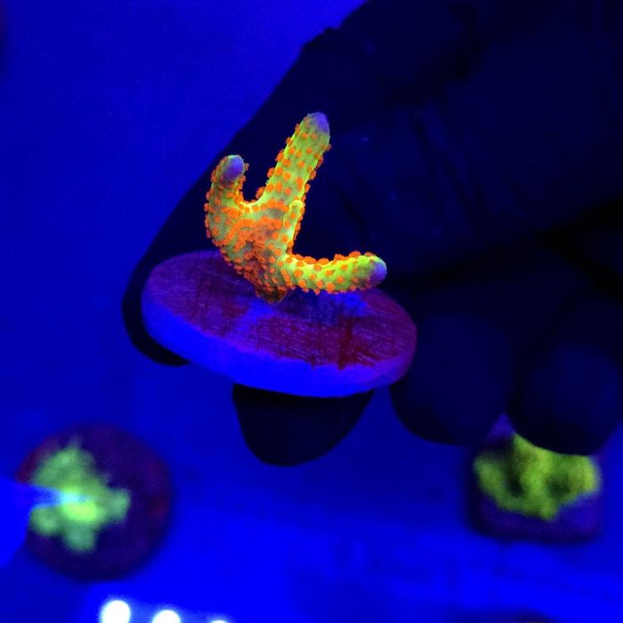 Montipora Samarensis WYSIWYG #1