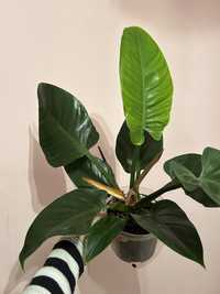Filodendron imperial green philidendron