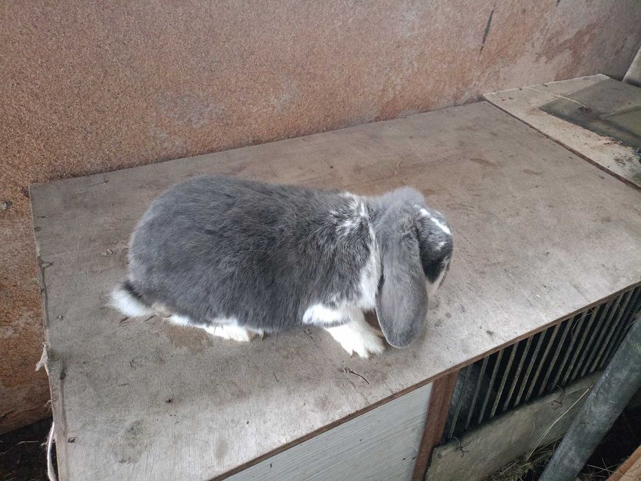 Królik samiec baran francuski