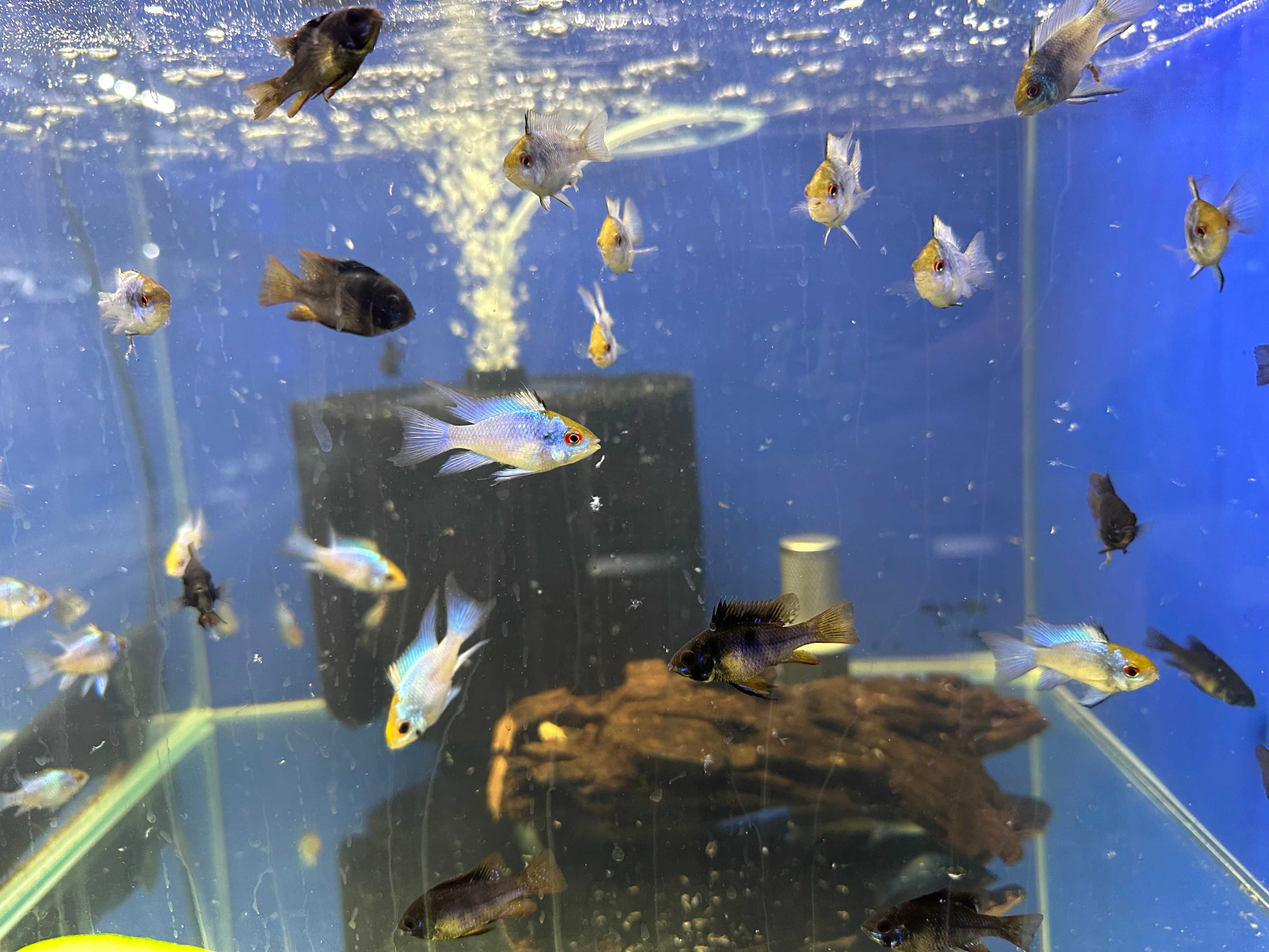 Ramireza Electric Blue