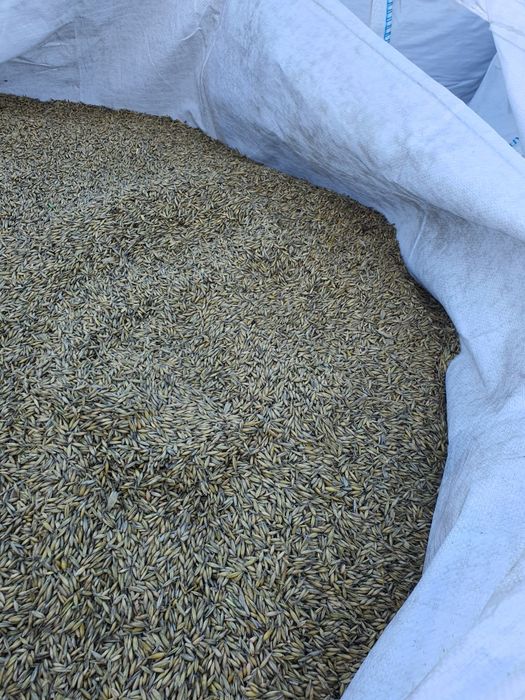 Sprzedam owies zimowy Radzio, oraz snowbird, ozimy Radzio, ozimy snowb