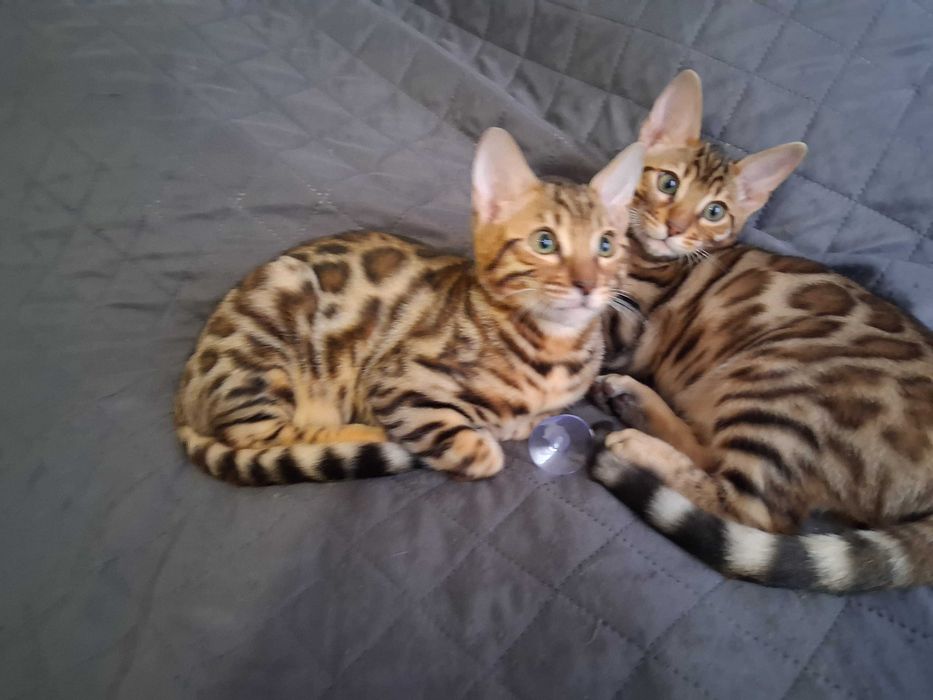 kotki bengalskie-fpl-10cio letnia Hodowla tylko kotów bengalskich