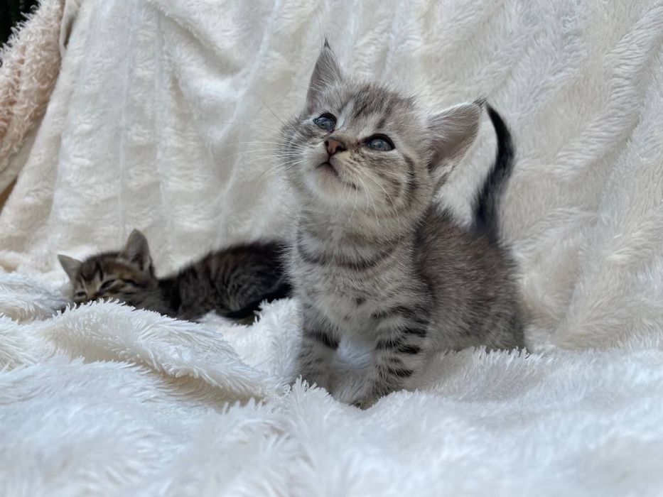 Котенята