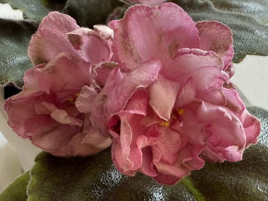 Розпродаж! Сортові фіалки: НАБІР листочків свіжозріз! Сенполія Оболонь